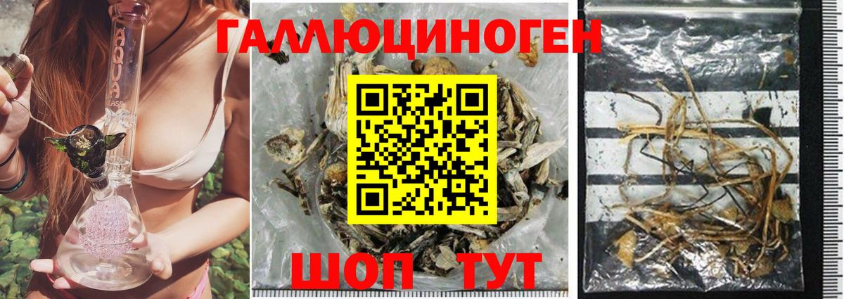 Галлюциногенные грибы Cubensis Мценск